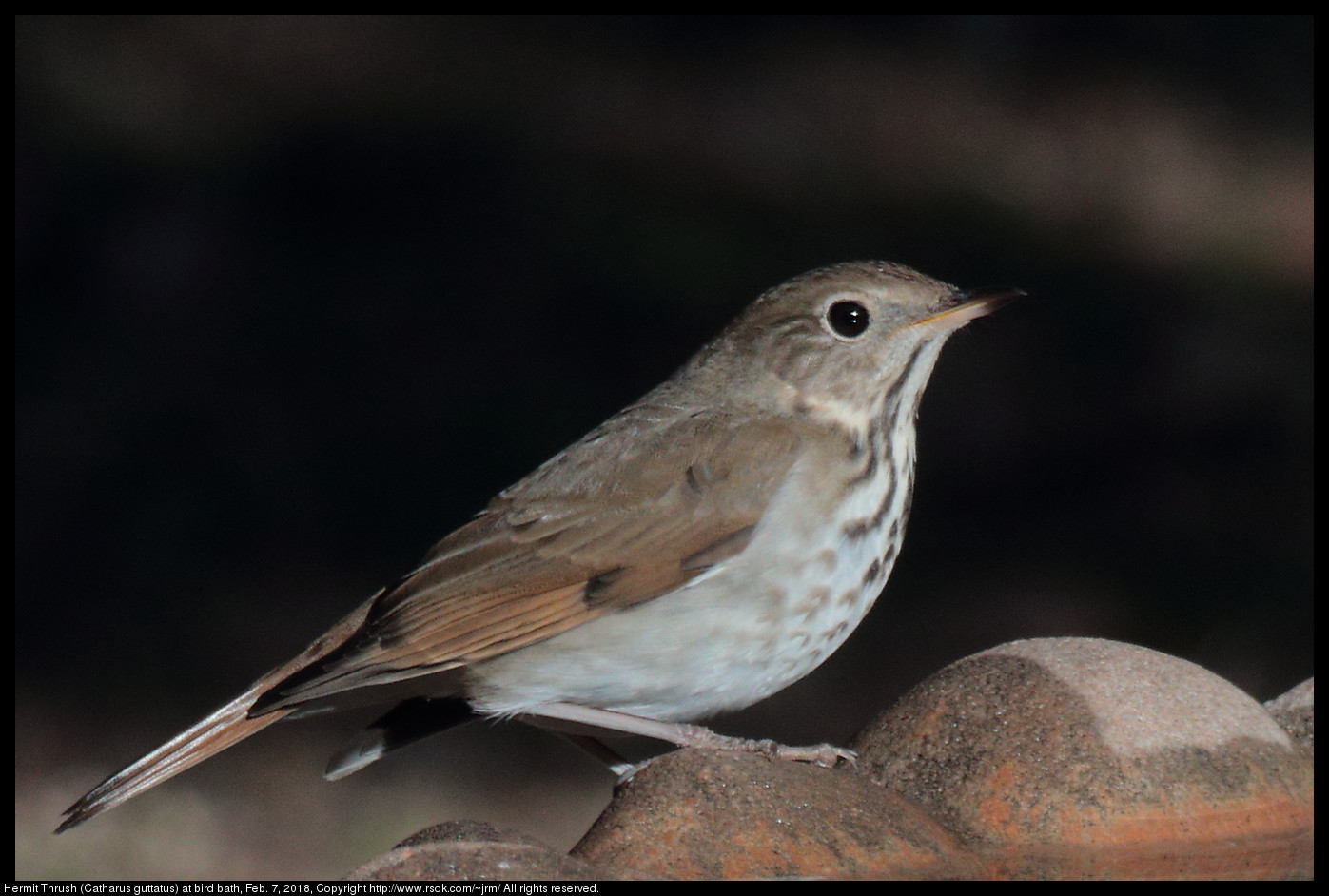 Hermit Thrush (Catharus guttatus) at bird bath, Feb. 7, 2018