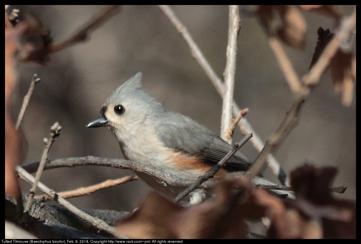 Tufted Titmouse (Baeolophus bicolor), Feb. 9, 2018