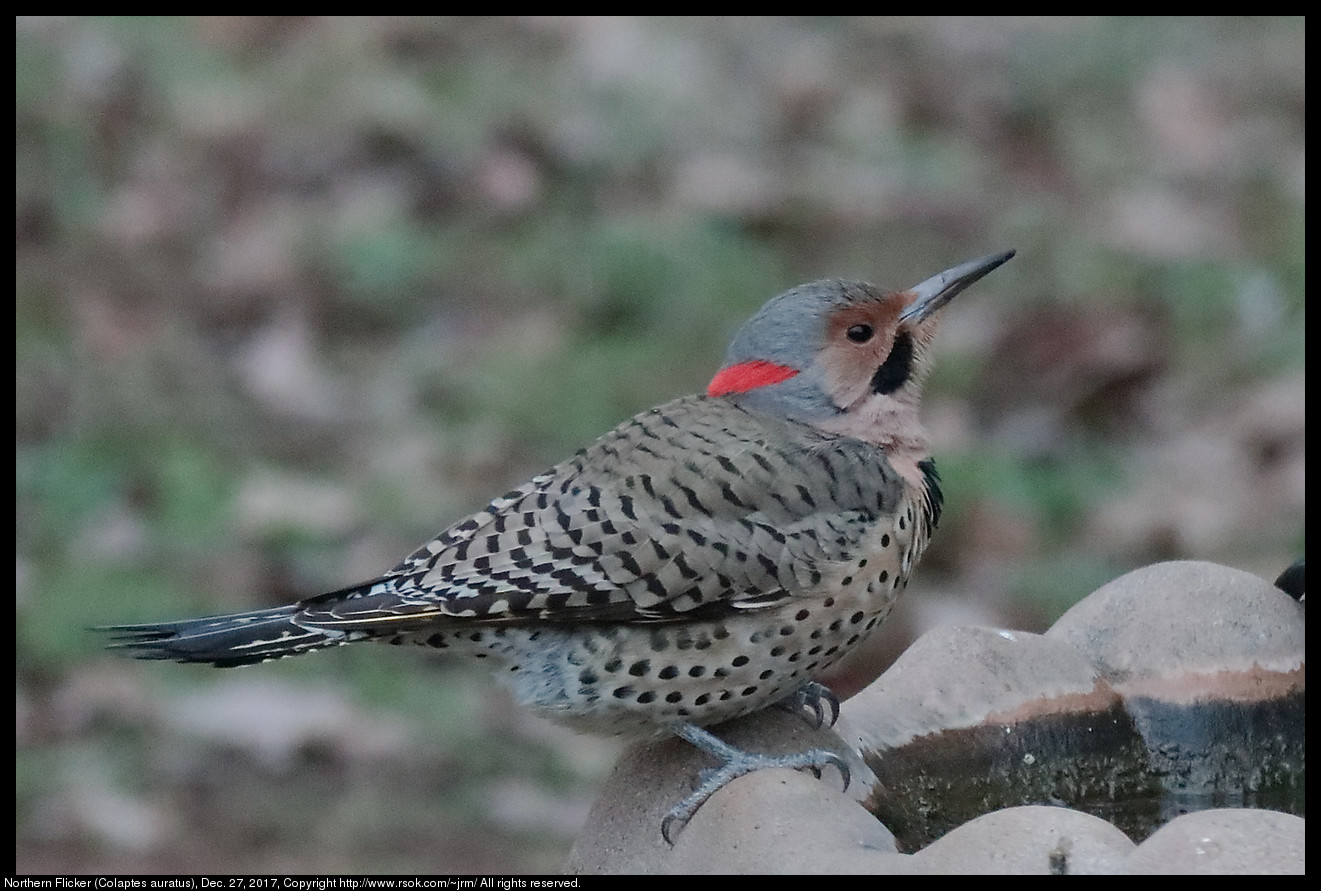 Northern Flicker (Colaptes auratus), Dec. 27, 2017