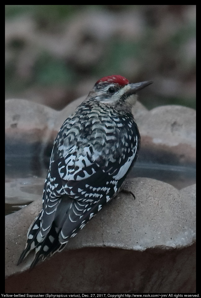 Yellow-bellied Sapsucker (Sphyrapicus varius), Dec. 27, 2017