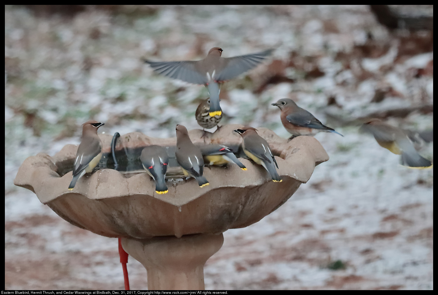 Eastern Bluebird, Hermit Thrush, and Cedar Waxwings at Birdbath, Dec. 31, 2017