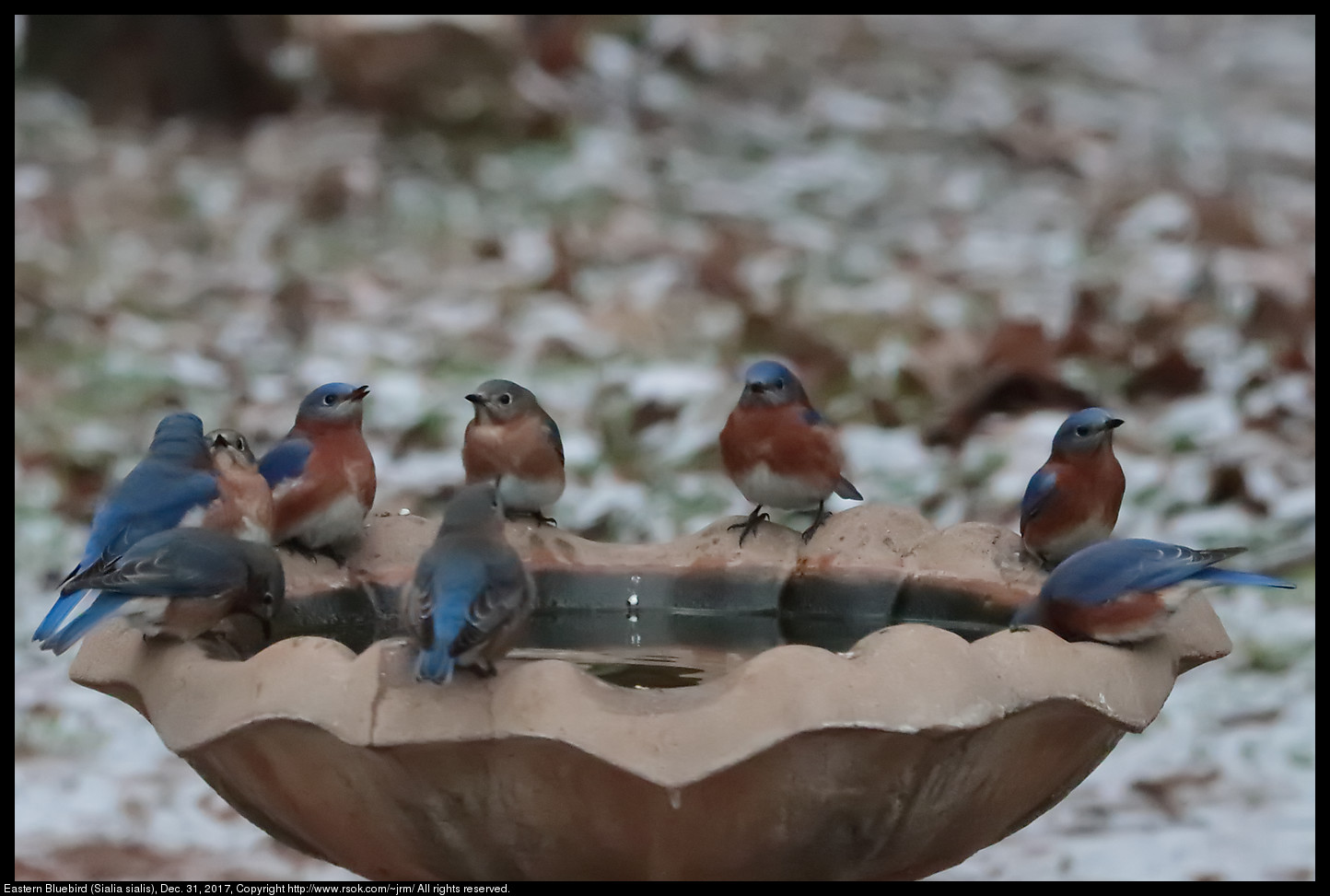 Eastern Bluebird (Sialia sialis), Dec. 31, 2017