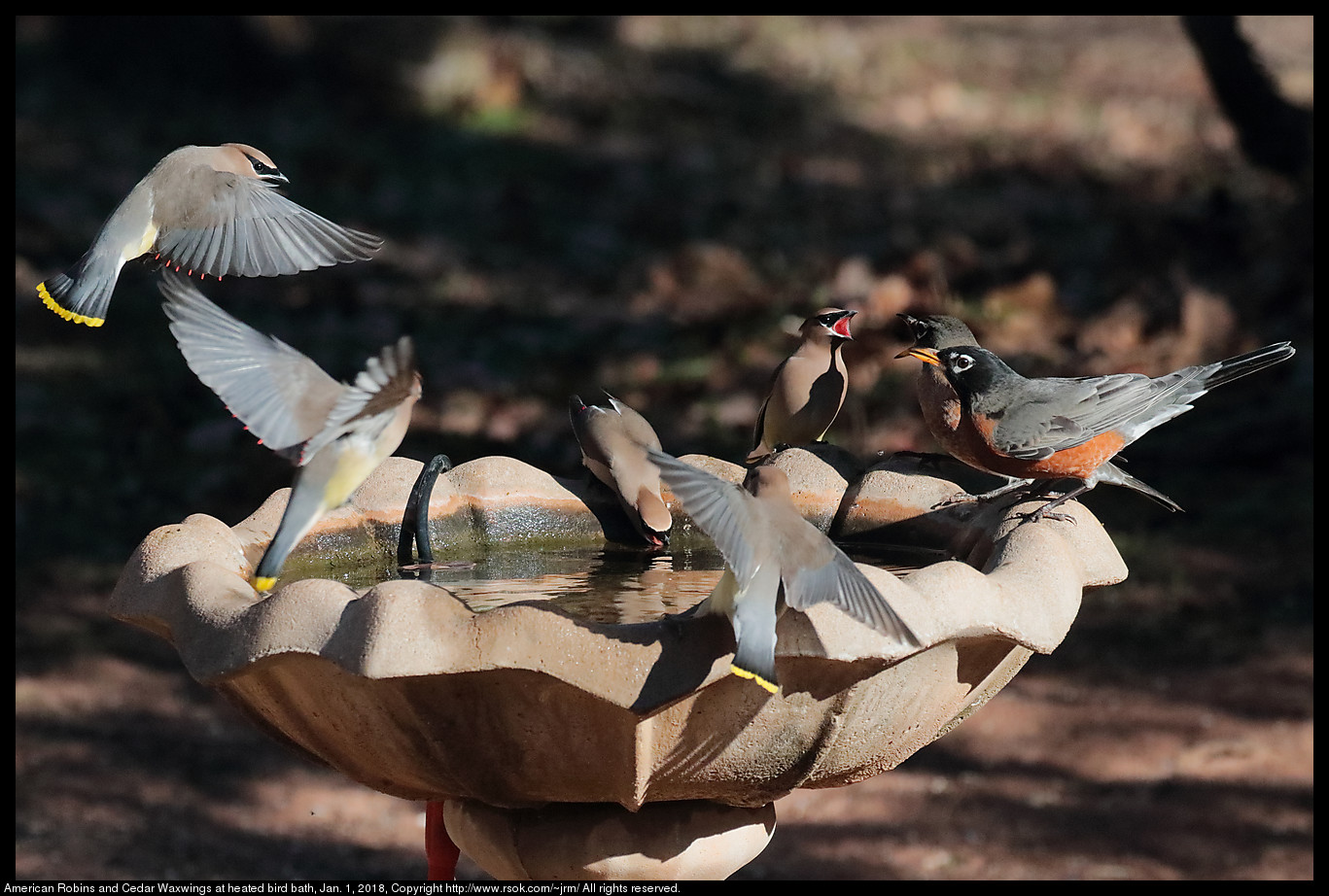 American Robins and Cedar Waxwings at heated bird bath, Jan. 1, 2018