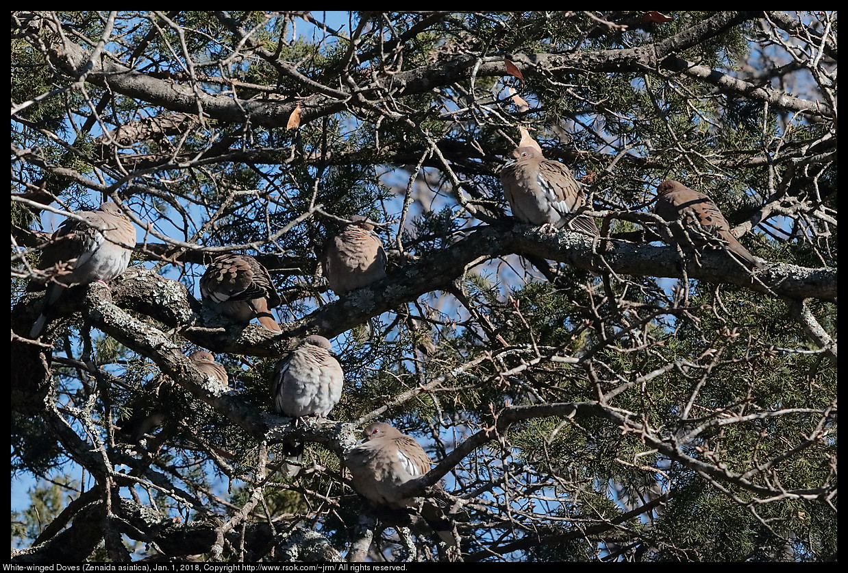 White-winged Doves (Zenaida asiatica), Jan. 1, 2018