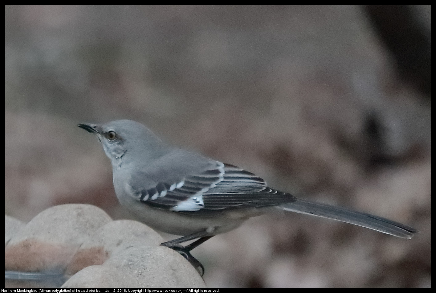 Northern Mockingbird (Mimus polyglottos) at heated bird bath, Jan. 2, 2018