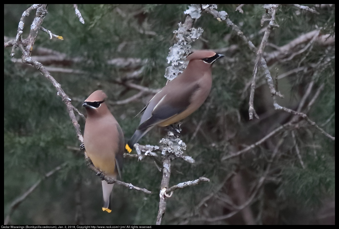 Cedar Waxwings (Bombycilla cedrorum), Jan. 2, 2018