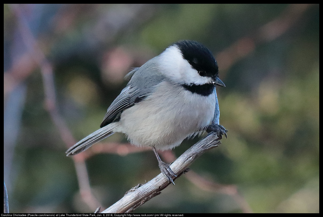 Carolina Chickadee (Poecile carolinensis) at Lake Thunderbird State Park, Jan. 3, 2018