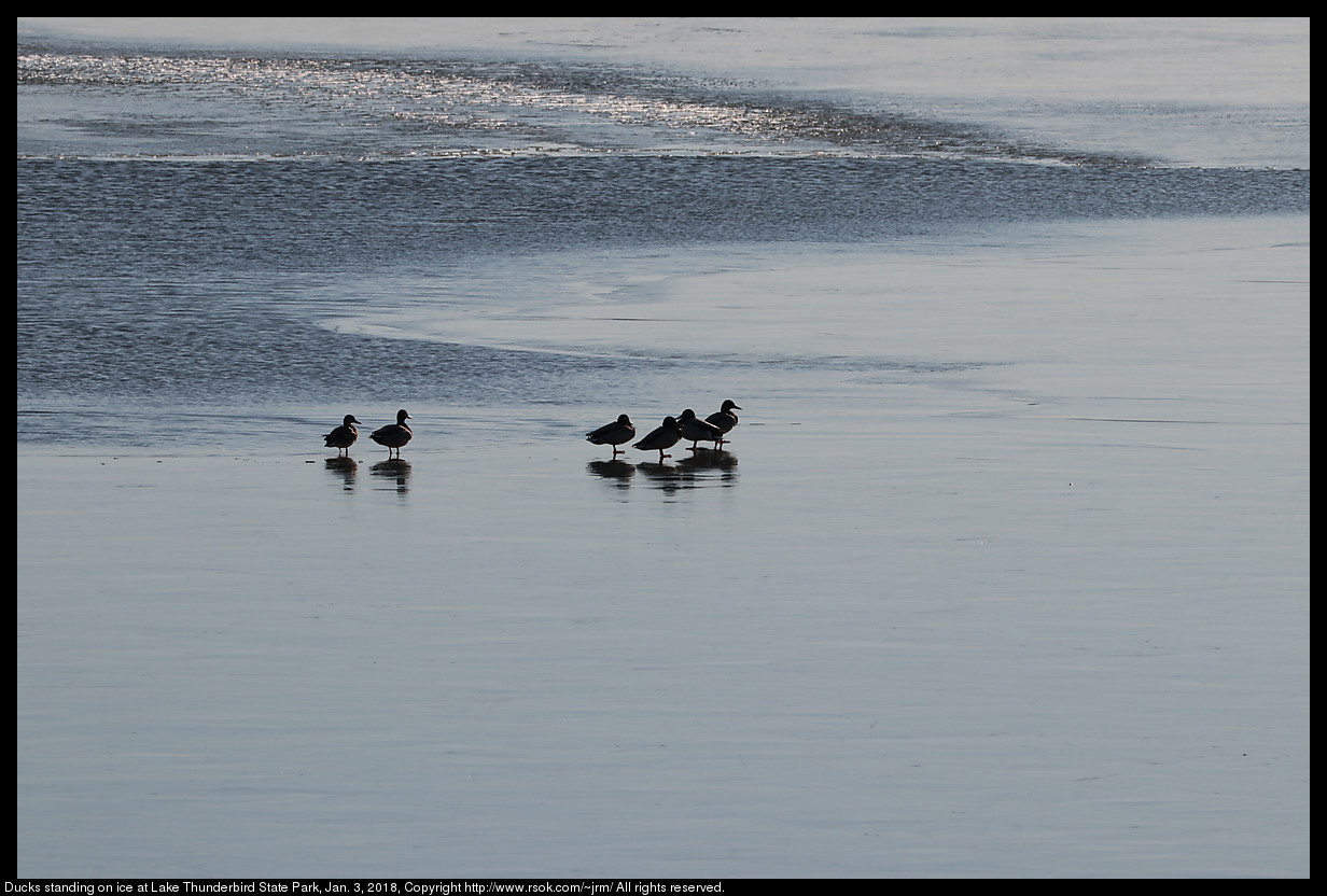 Ducks standing on ice at Lake Thunderbird State Park, Jan. 3, 2018