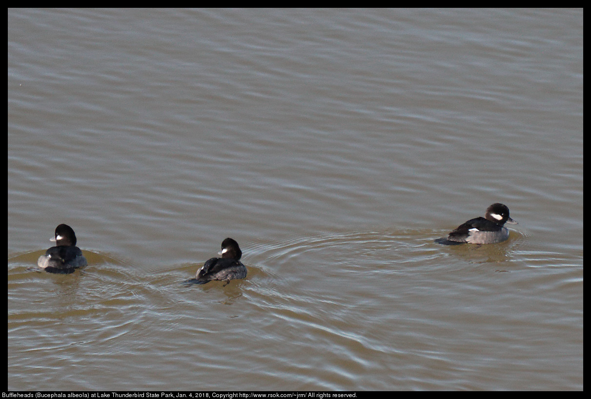 Buffleheads (Bucephala albeola) at Lake Thunderbird State Park, Jan. 4, 2018