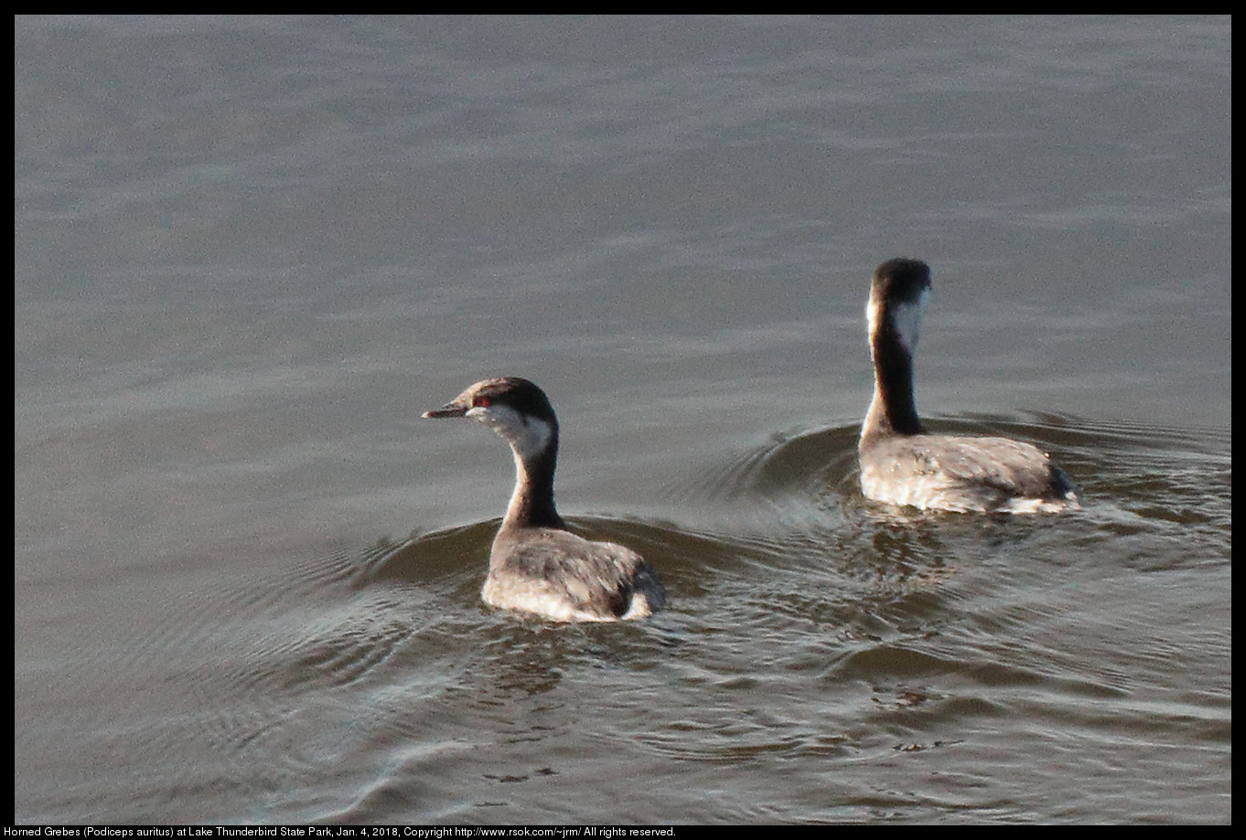 Horned Grebes (Podiceps auritus) at Lake Thunderbird State Park, Jan. 4, 2018