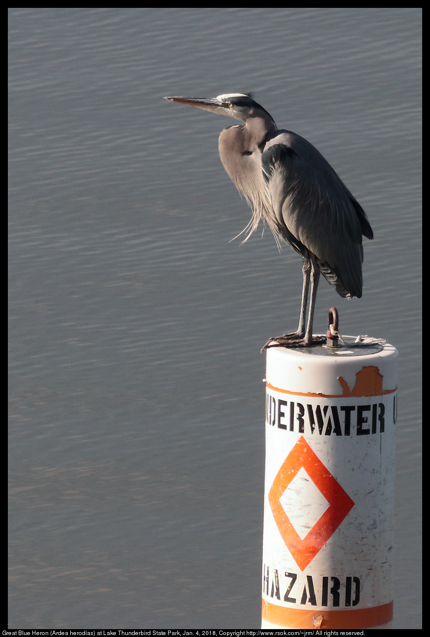 Great Blue Heron (Ardea herodias) at Lake Thunderbird State Park, Jan. 4, 2018