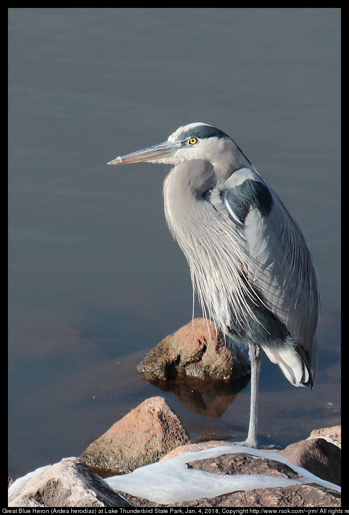 Great Blue Heron (Ardea herodias) at Lake Thunderbird State Park, Jan. 4, 2018