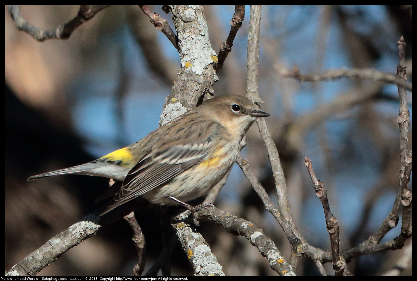 Yellow-rumped Warbler (Setophaga coronata), Jan. 5, 2018