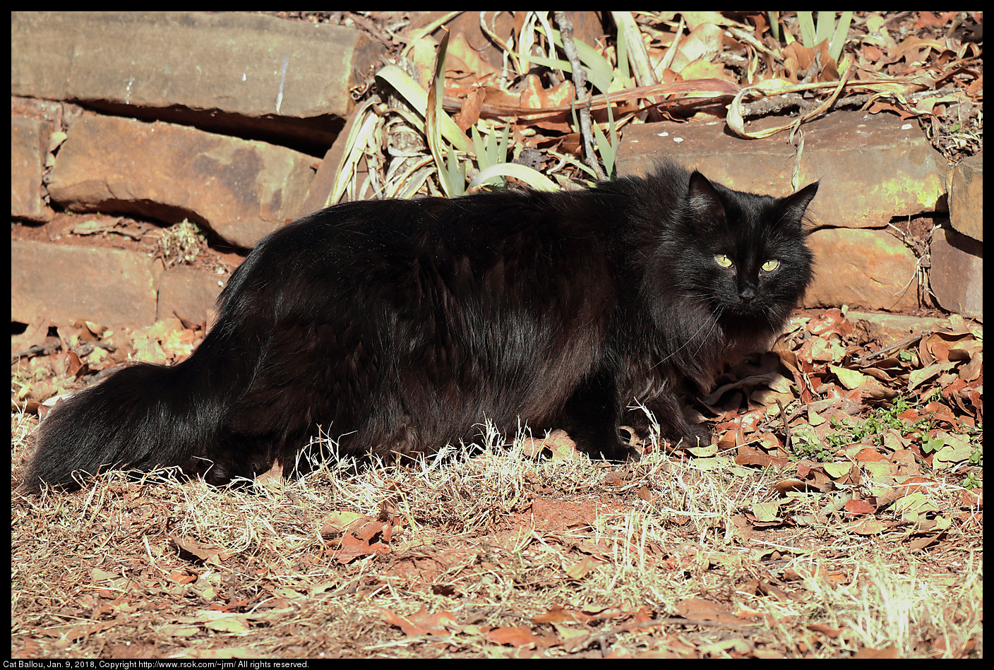 Cat Ballou next to rock wall, Jan. 9, 2018