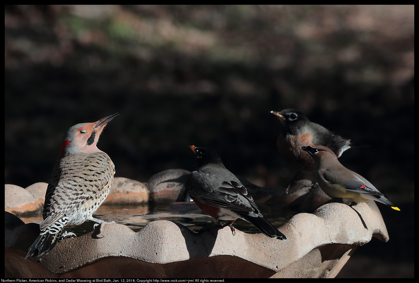 Northern Flicker, American Robins, and Cedar Waxwing at Bird Bath, Jan. 12, 2018