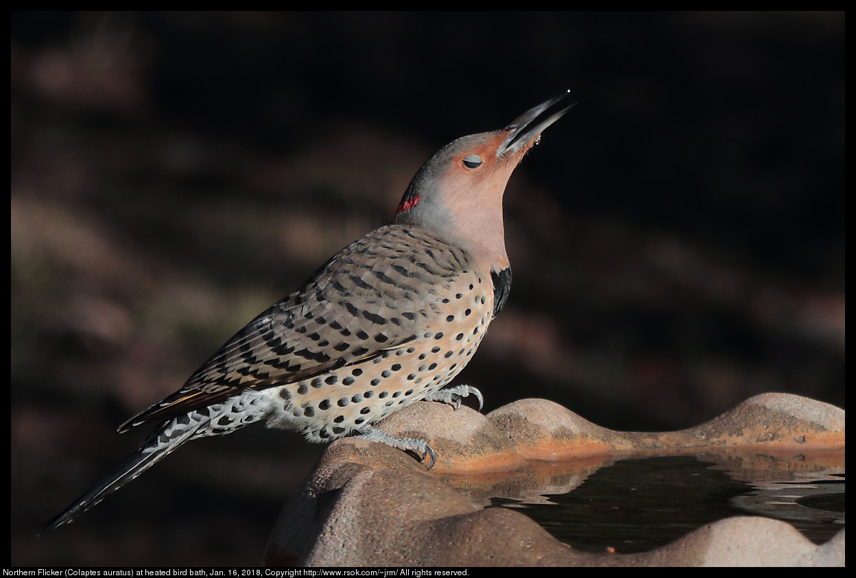 Northern Flicker (Colaptes auratus) at heated bird bath, Jan. 16, 2018