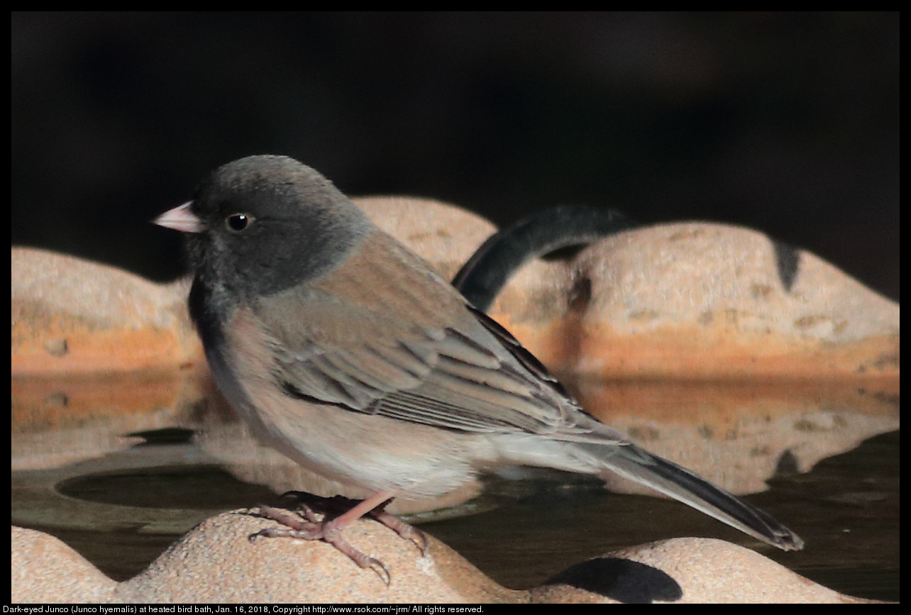 Dark-eyed Junco (Junco hyemalis) at heated bird bath, Jan. 16, 2018