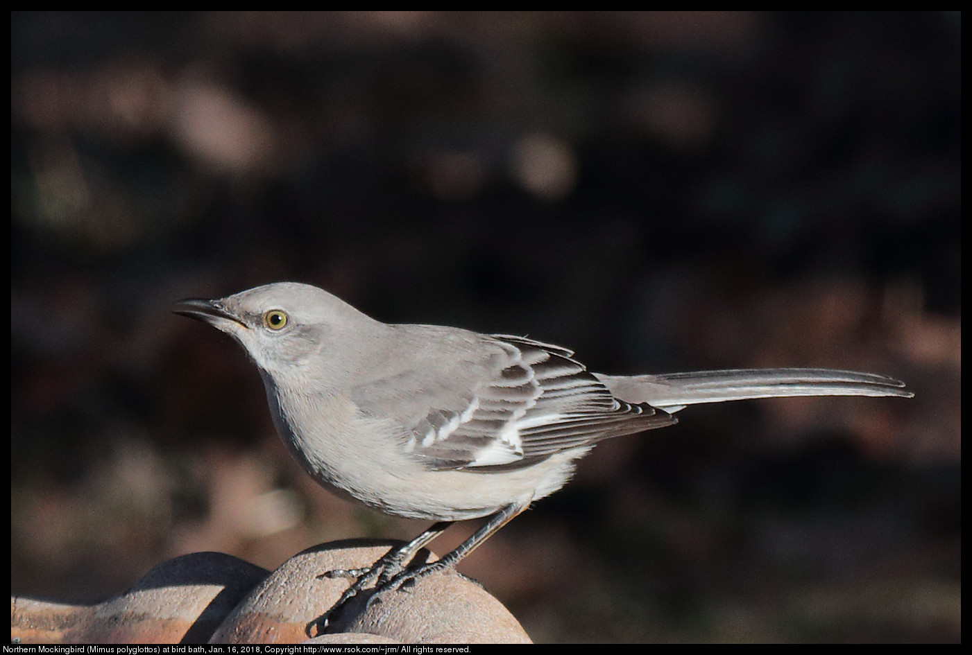 Northern Mockingbird (Mimus polyglottos) at bird bath, Jan. 16, 2018