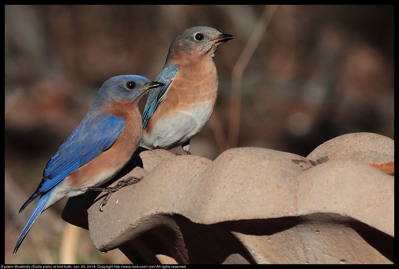 Eastern Bluebirds (Sialia sialis) at bird bath, Jan. 20, 2018