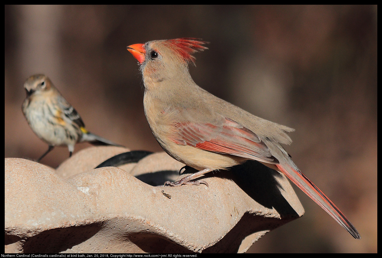 Northern Cardinal (Cardinalis cardinalis) at bird bath, Jan. 20, 2018