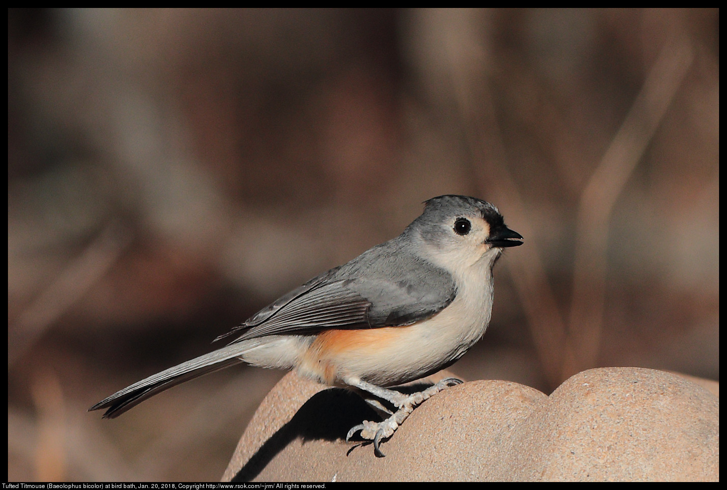 Tufted Titmouse (Baeolophus bicolor) at bird bath, Jan. 20, 2018