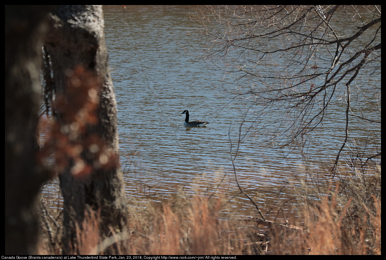 Canada Goose (Branta canadensis) at Lake Thunderbird State Park, Jan. 23, 2018