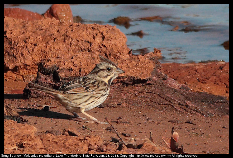 Song Sparrow (Melospiza melodia)  at Lake Thunderbird State Park, Jan. 23, 2018