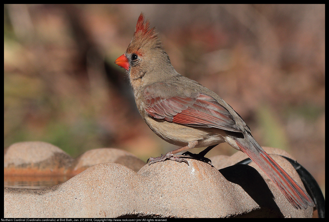 Northern Cardinal (Cardinalis cardinalis) at Bird Bath, Jan. 27, 2018