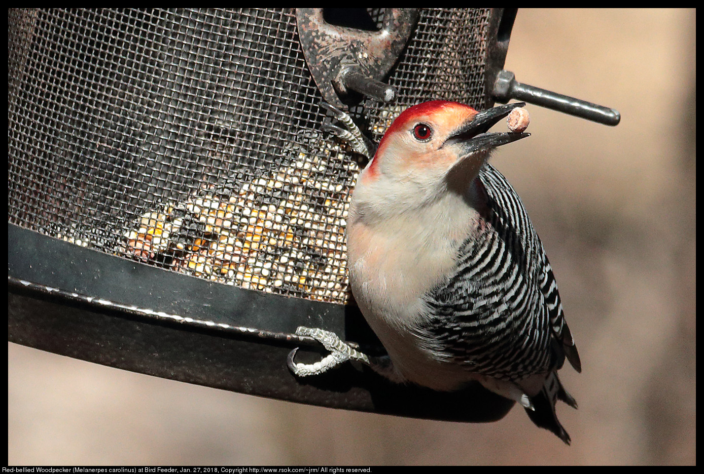 Red-bellied Woodpecker (Melanerpes carolinus) at Bird Feeder, Jan. 27, 2018