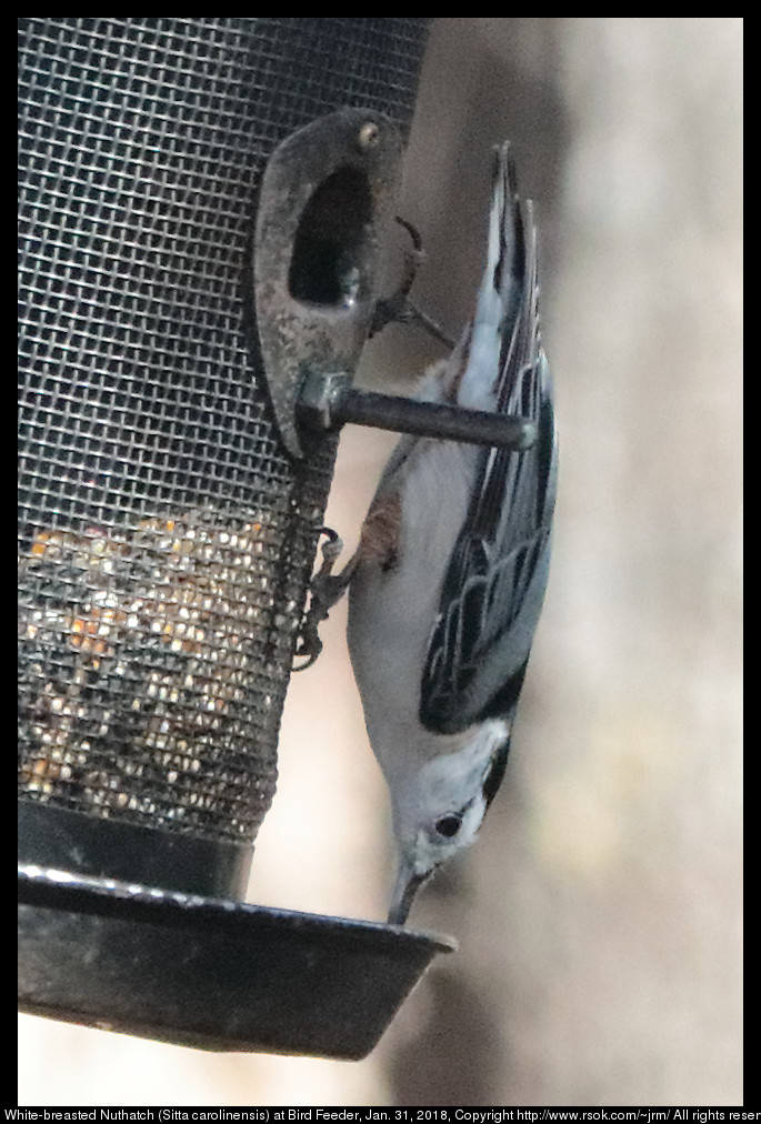 White-breasted Nuthatch (Sitta carolinensis) at Bird Feeder, Jan. 31, 2018