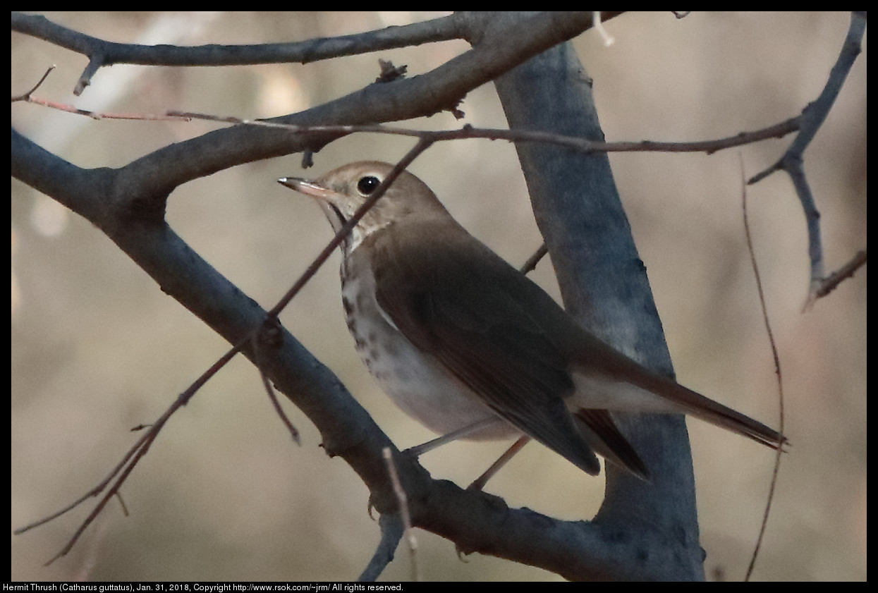 Hermit Thrush (Catharus guttatus), Jan. 31, 2018