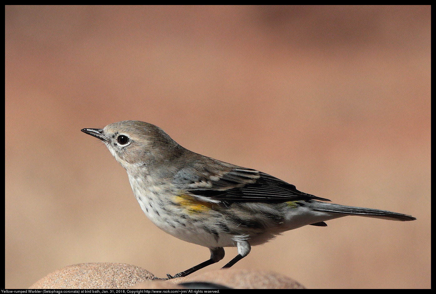 Yellow-rumped Warbler (Setophaga coronata) at bird bath, Jan. 31, 2018