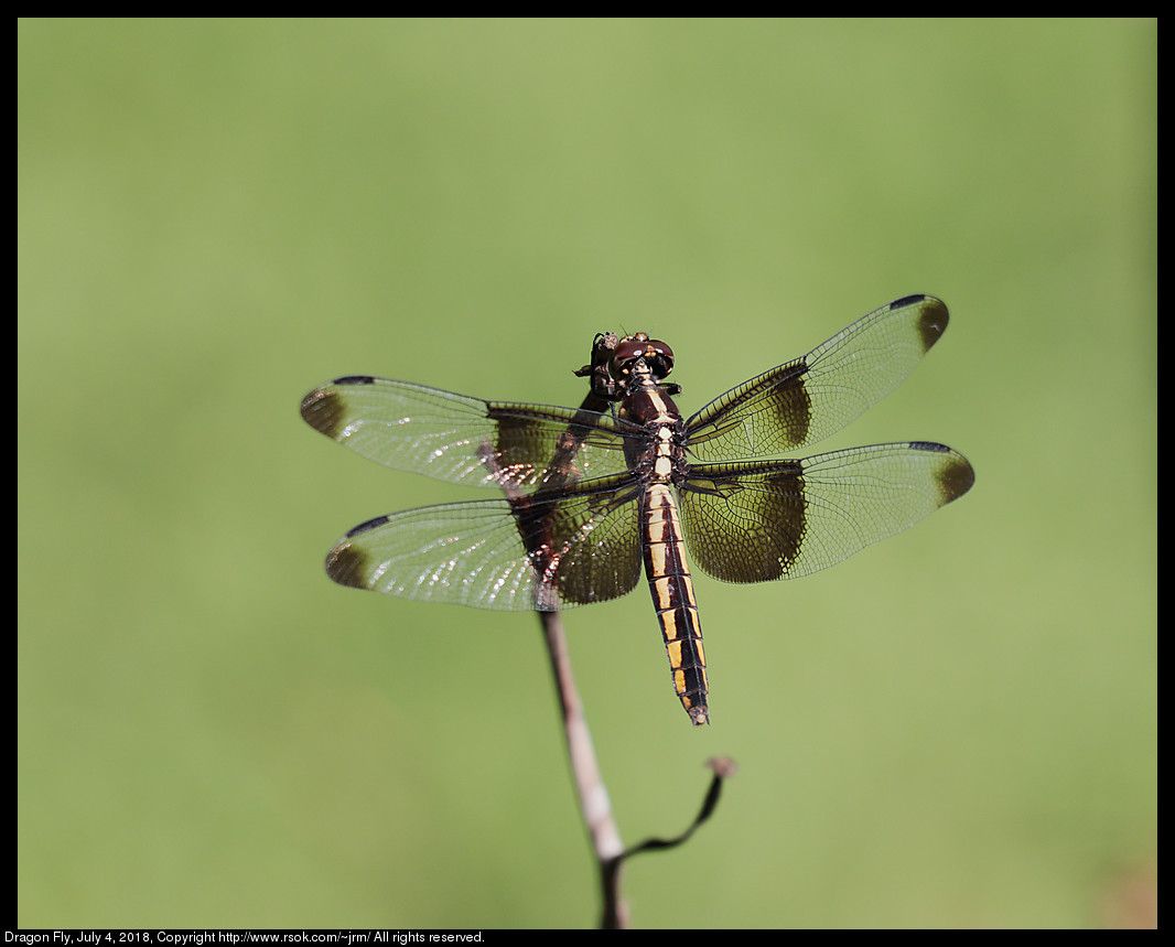 Dragon Fly, July 4, 2018