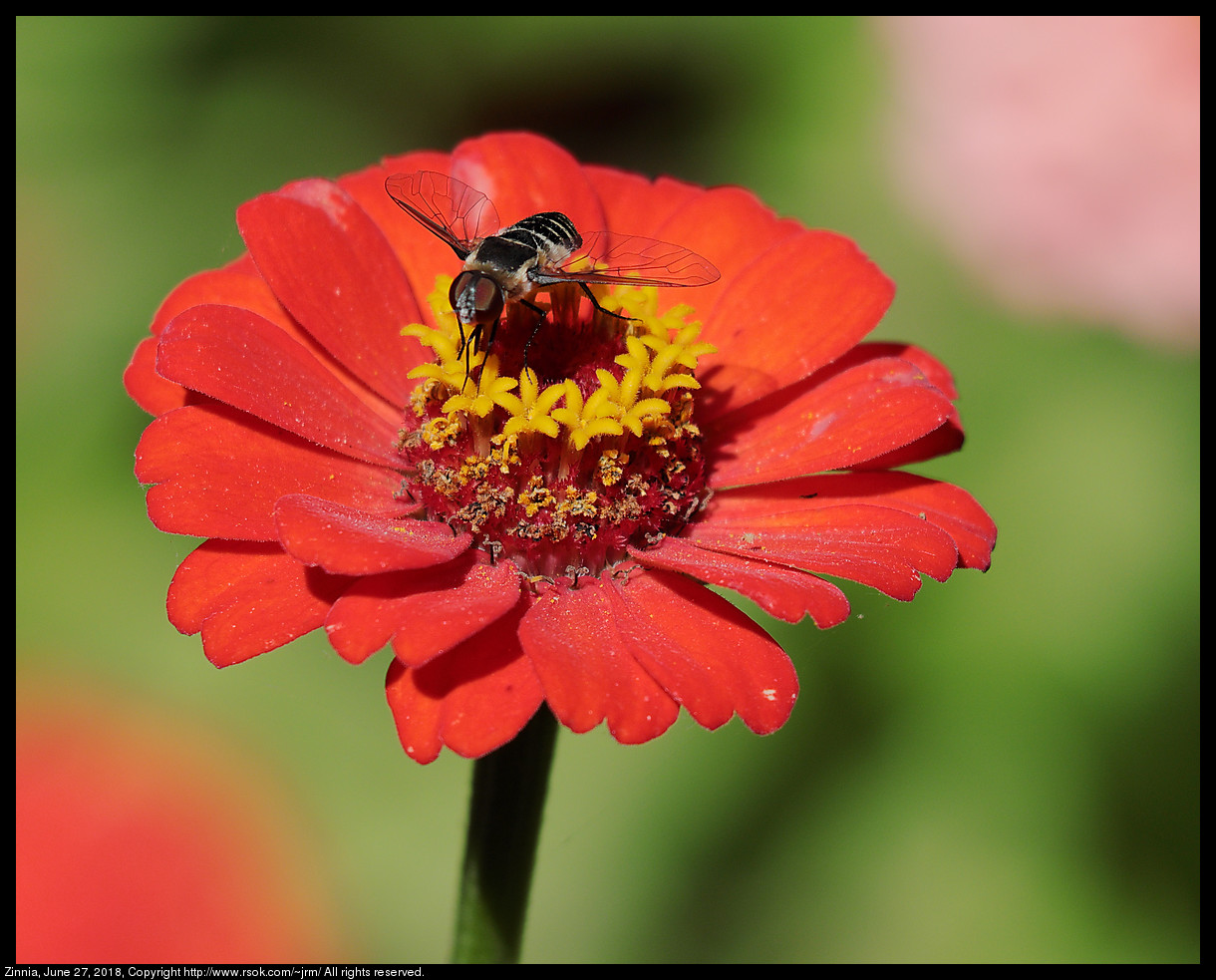 Zinnia, June 27, 2018