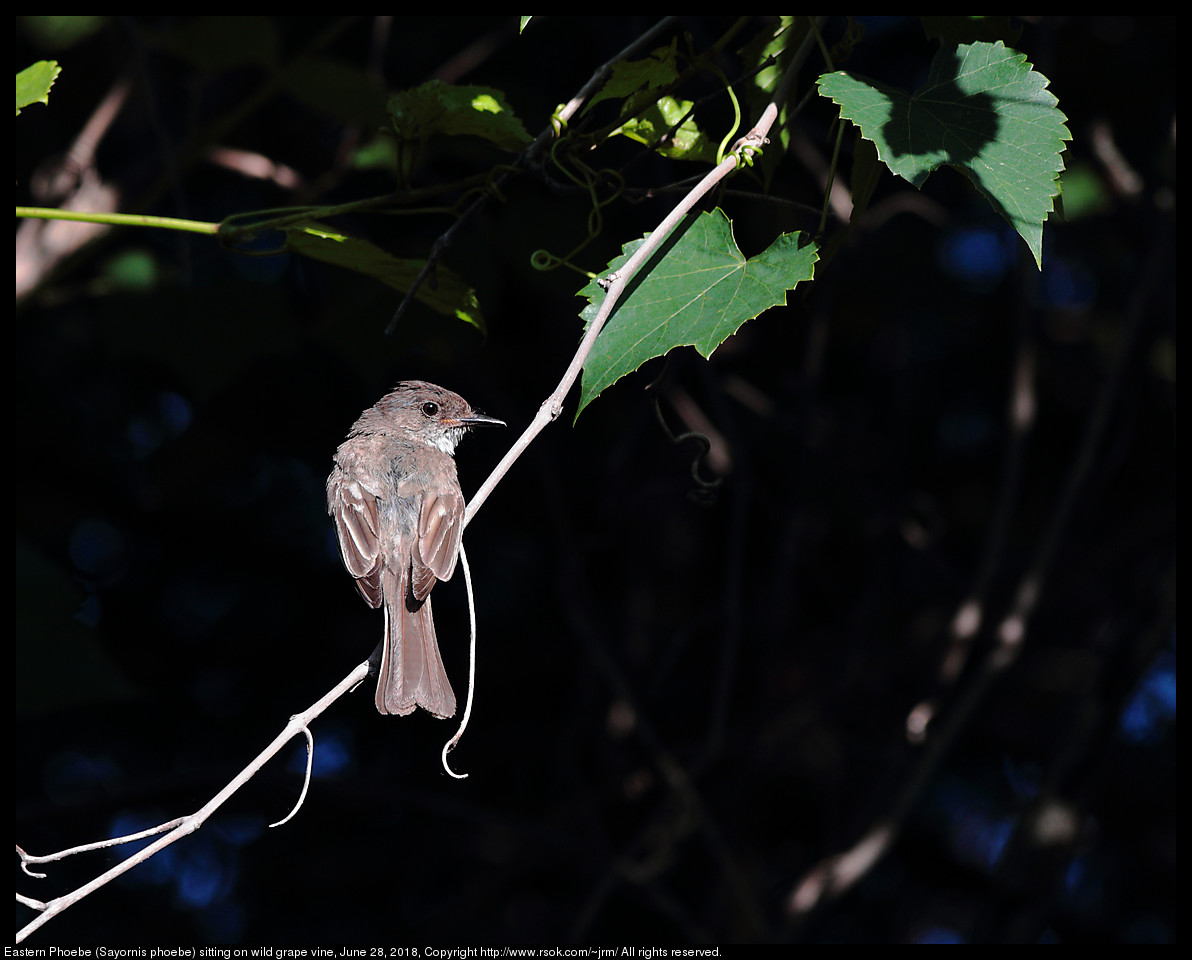 Eastern Phoebe (Sayornis phoebe) sitting on wild grape vine, June 28, 2018