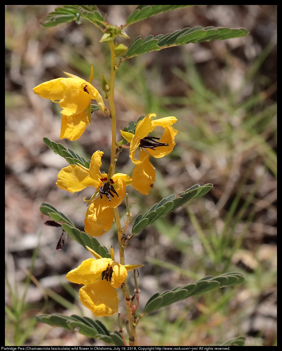 Partridge Pea (Chamaecrista fasciculata) wild flower in Oklahoma, July 19, 2018