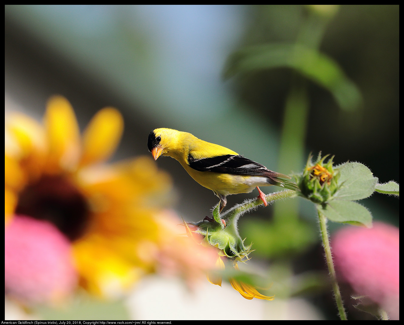 American Goldfinch (Spinus tristis), July 20, 2018