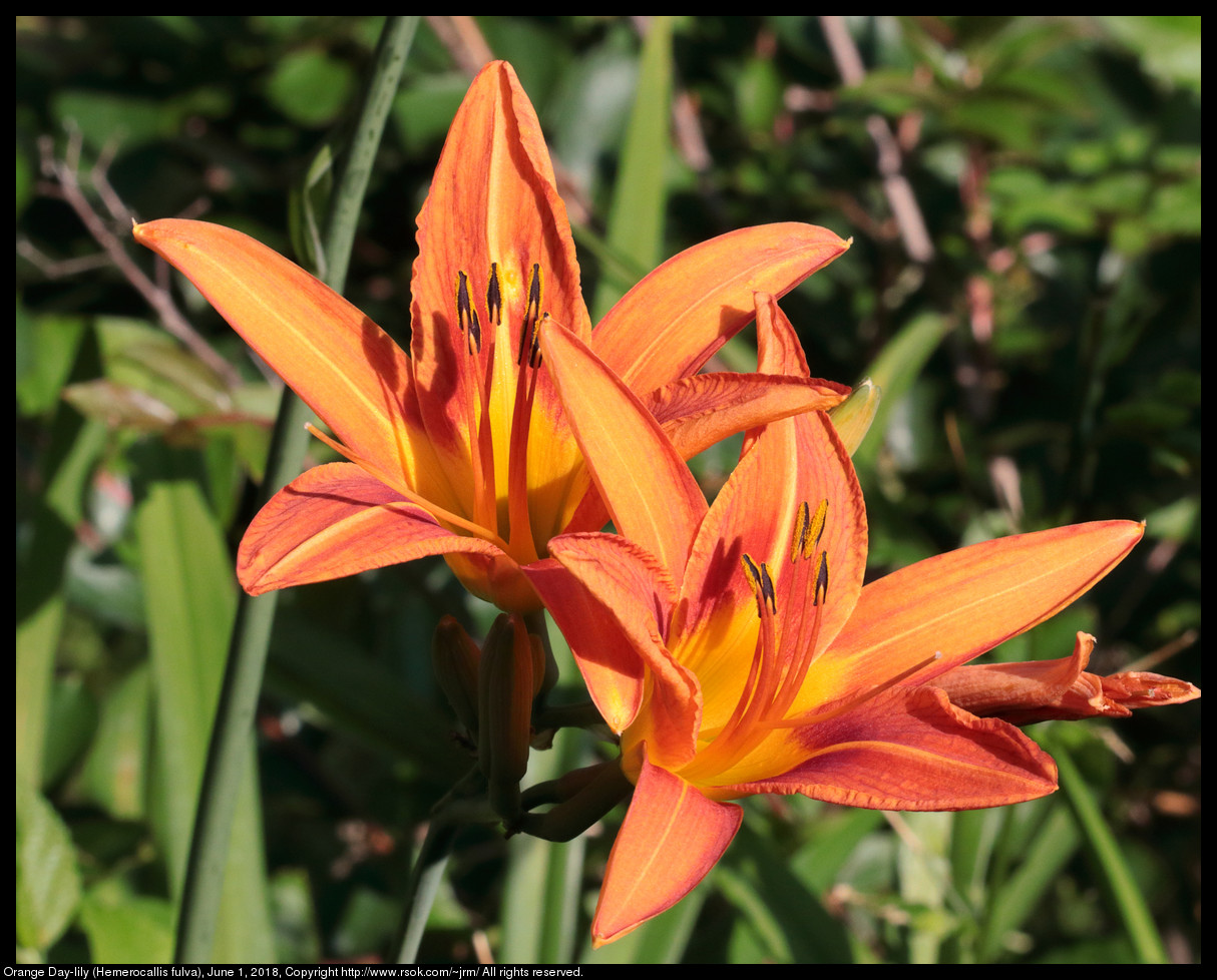 Orange Day-lily (Hemerocallis fulva), June 1, 2018