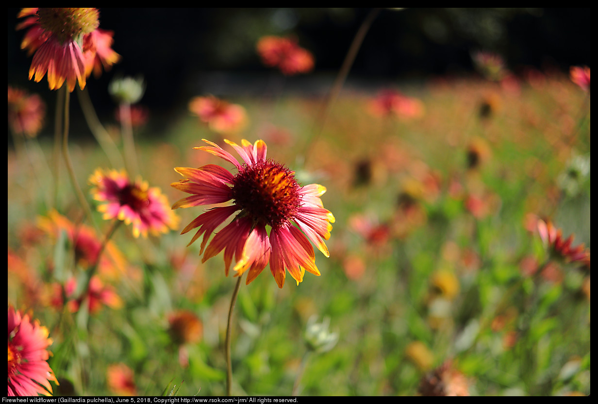 Firewheel wildflower (Gaillardia pulchella), June 5, 2018