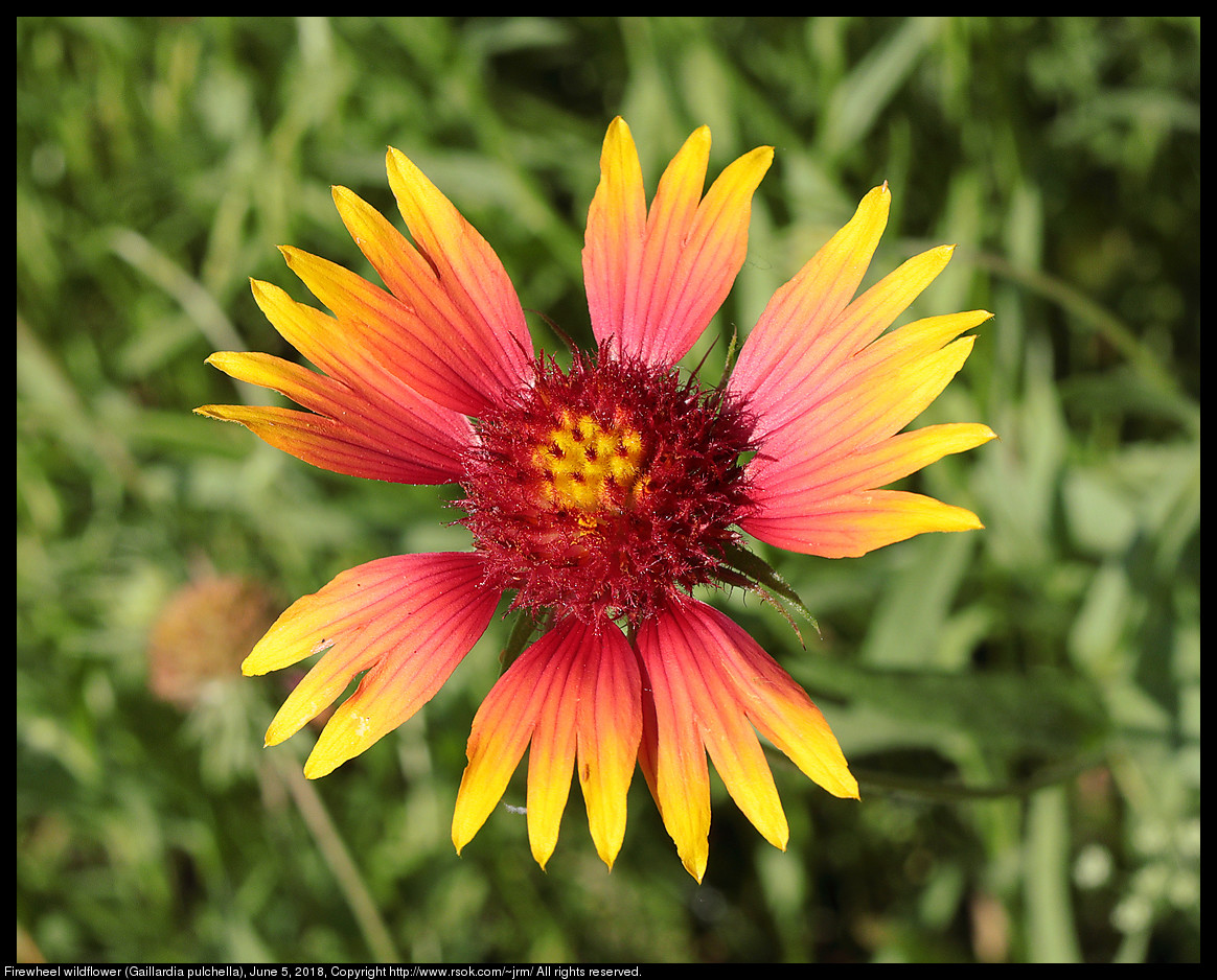 Firewheel wildflower (Gaillardia pulchella), June 5, 2018