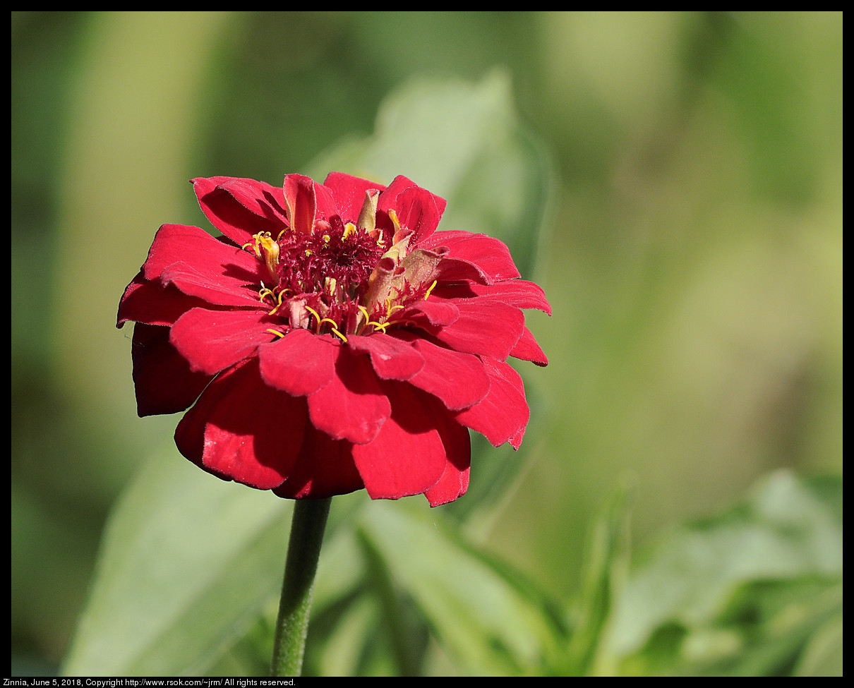 Zinnia, June 5, 2018