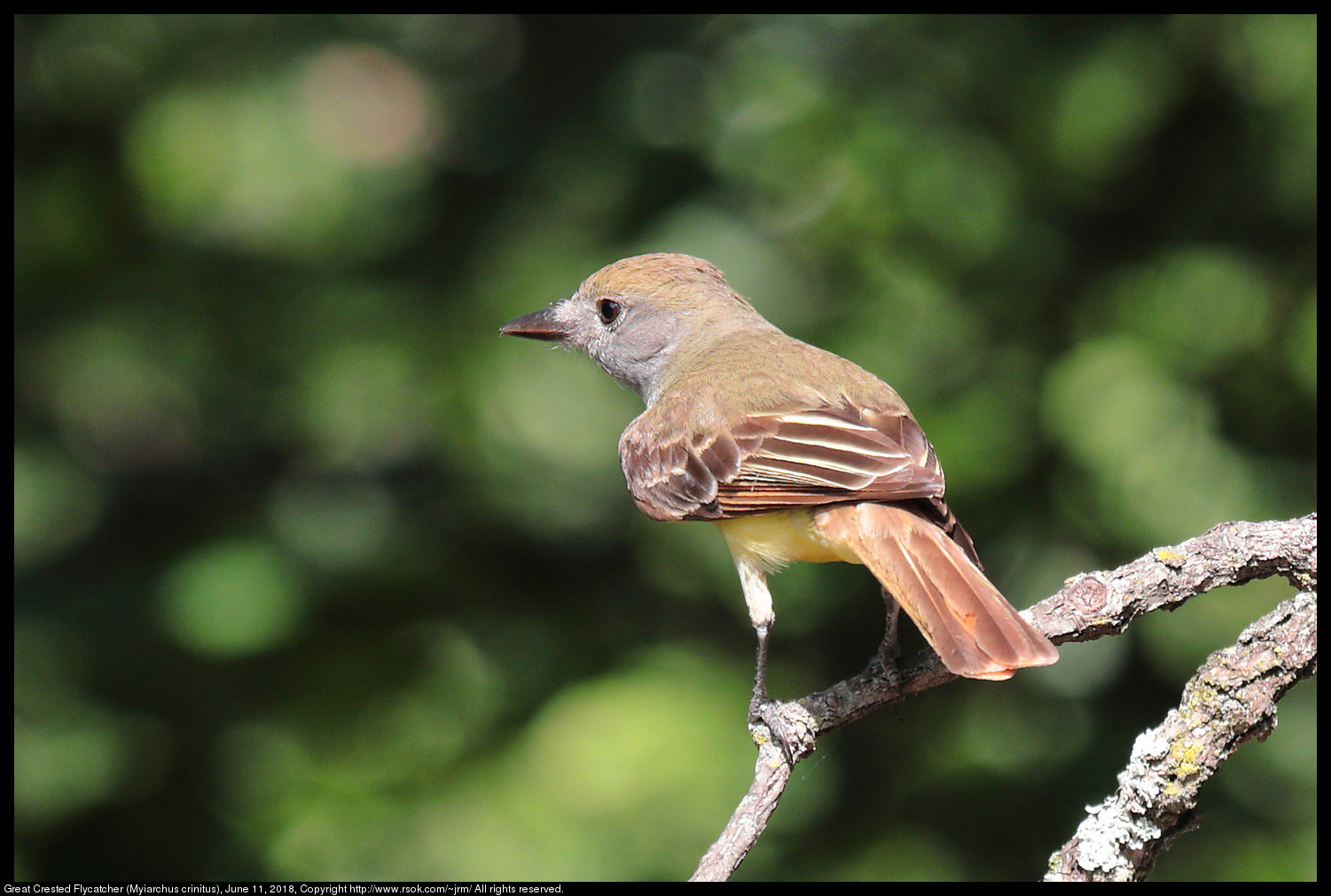 Great Crested Flycatcher (Myiarchus crinitus), June 11, 2018