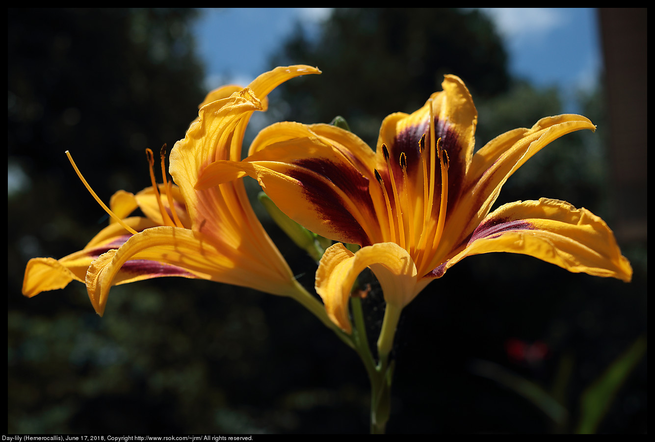 Day-lily (Hemerocallis), June 17, 2018