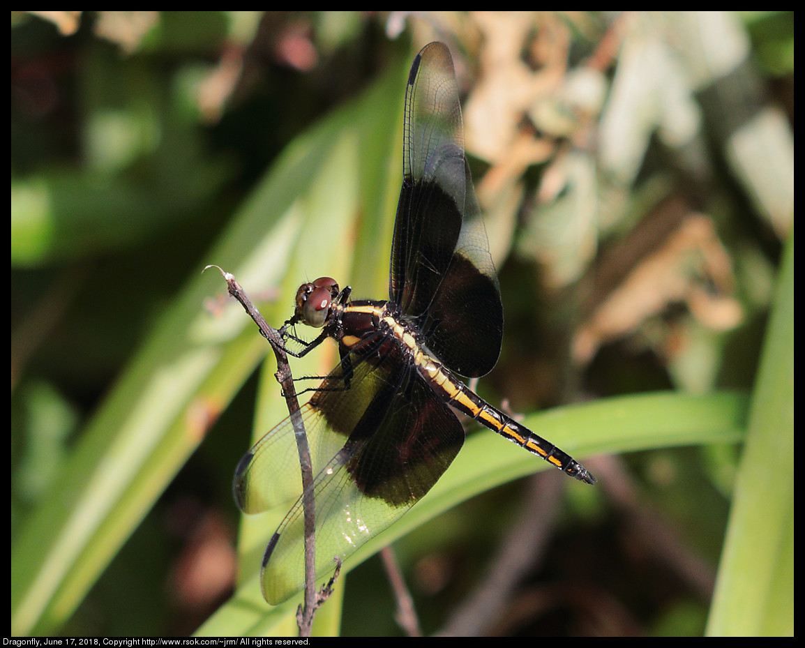 Dragonfly, June 17, 2018