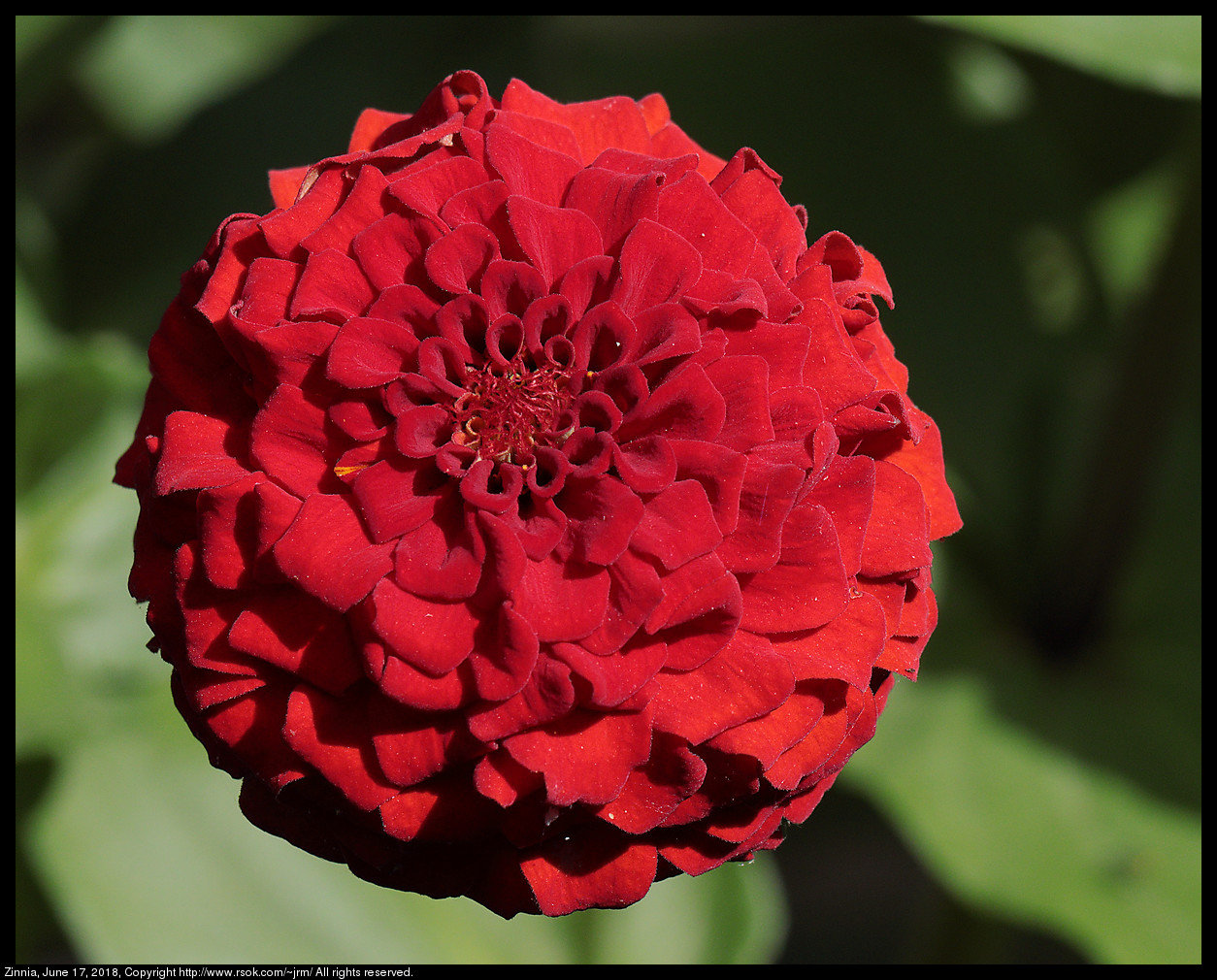 Zinnia, June 17, 2018