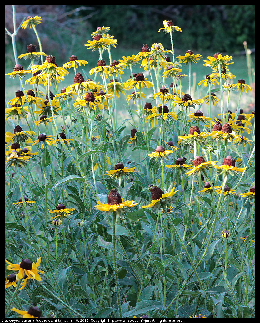 Black-eyed Susan (Rudbeckia hirta), June 18, 2018