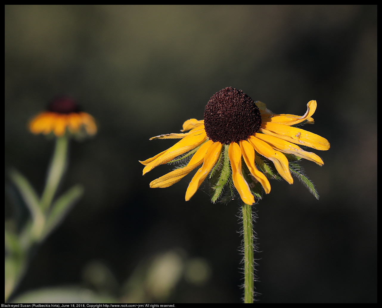 Black-eyed Susan (Rudbeckia hirta), June 18, 2018