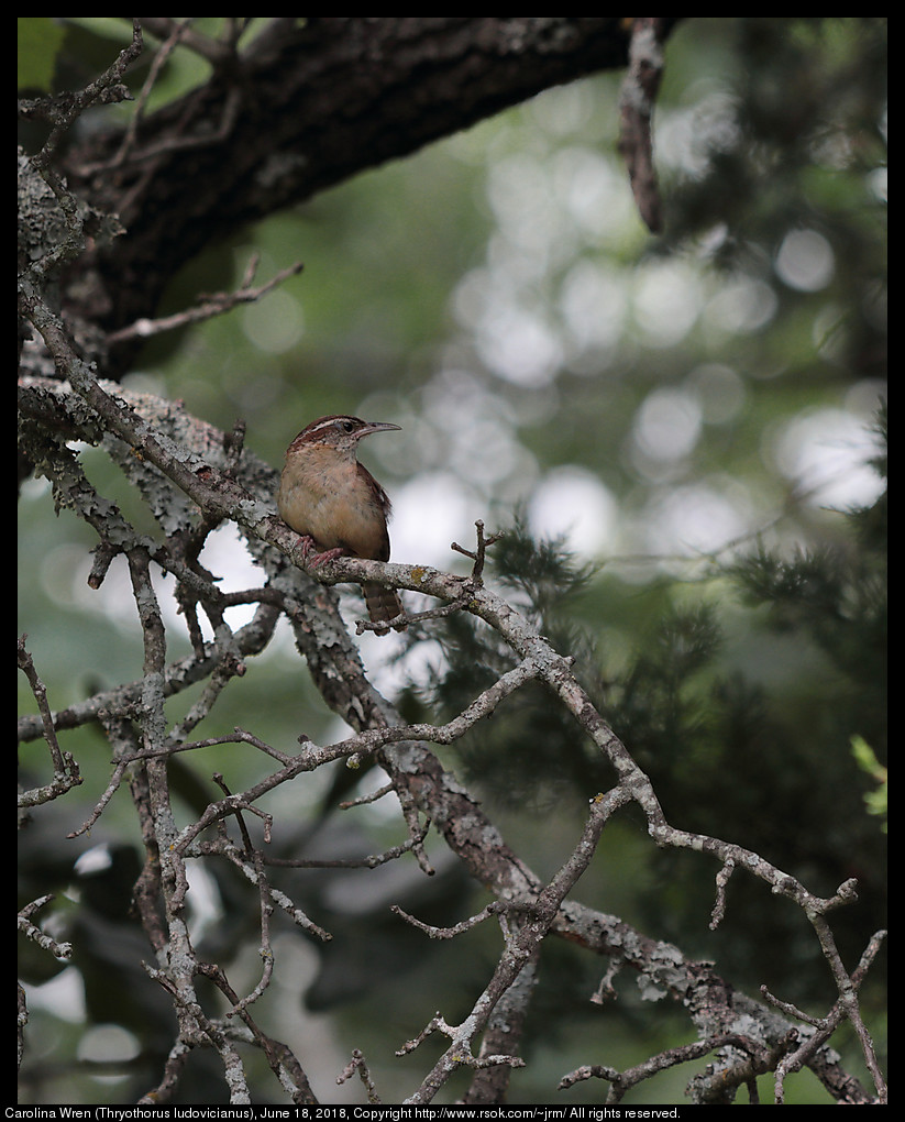 Carolina Wren (Thryothorus ludovicianus), June 18, 2018