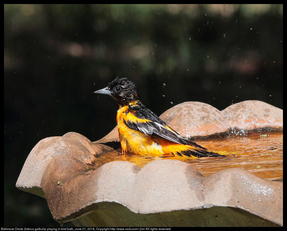 Baltimore Oriole (Icterus galbula) playing in bird bath, June 21, 2018