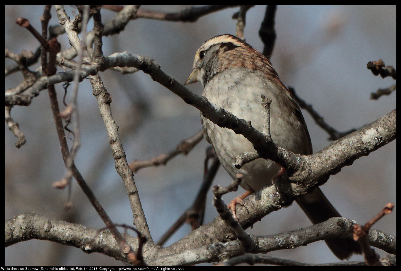 White-throated Sparrow (Zonotrichia albicollis), Feb. 14, 2018